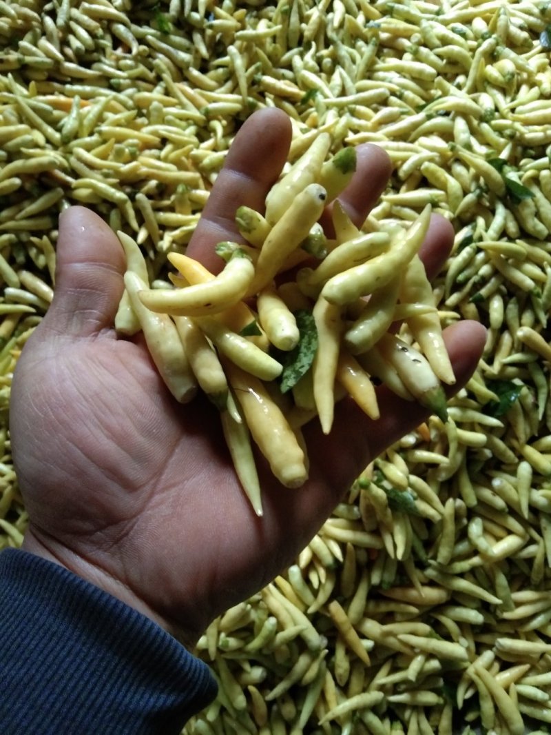 蔬菜