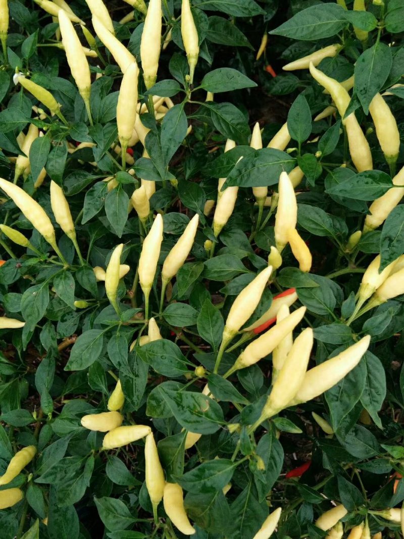 蔬菜