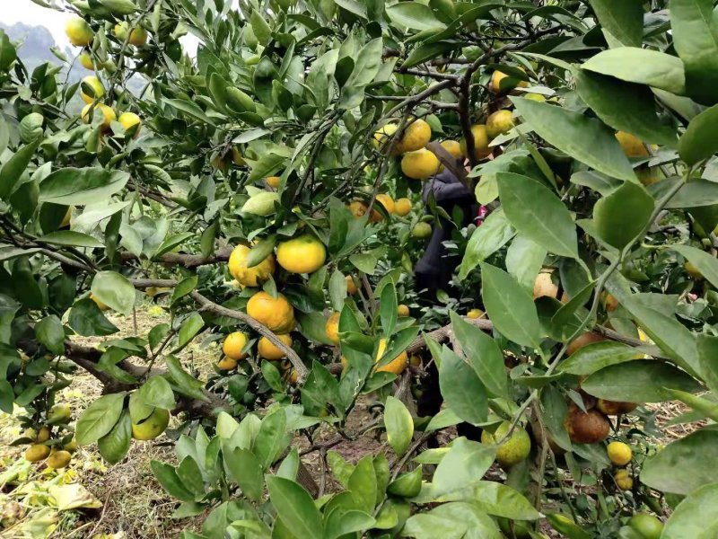 蜜桔四川精品蜜橘无核橘基地直采一手货源支持一件代发