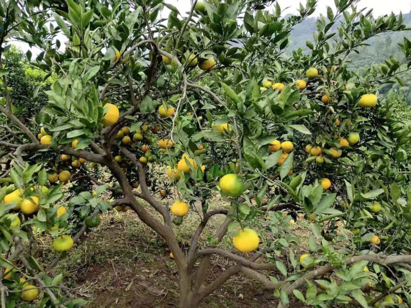 蜜桔四川精品蜜橘无核橘基地直采一手货源支持一件代发