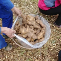 山东大姜批发老姜产地供应质量好颜色黄可物流发货