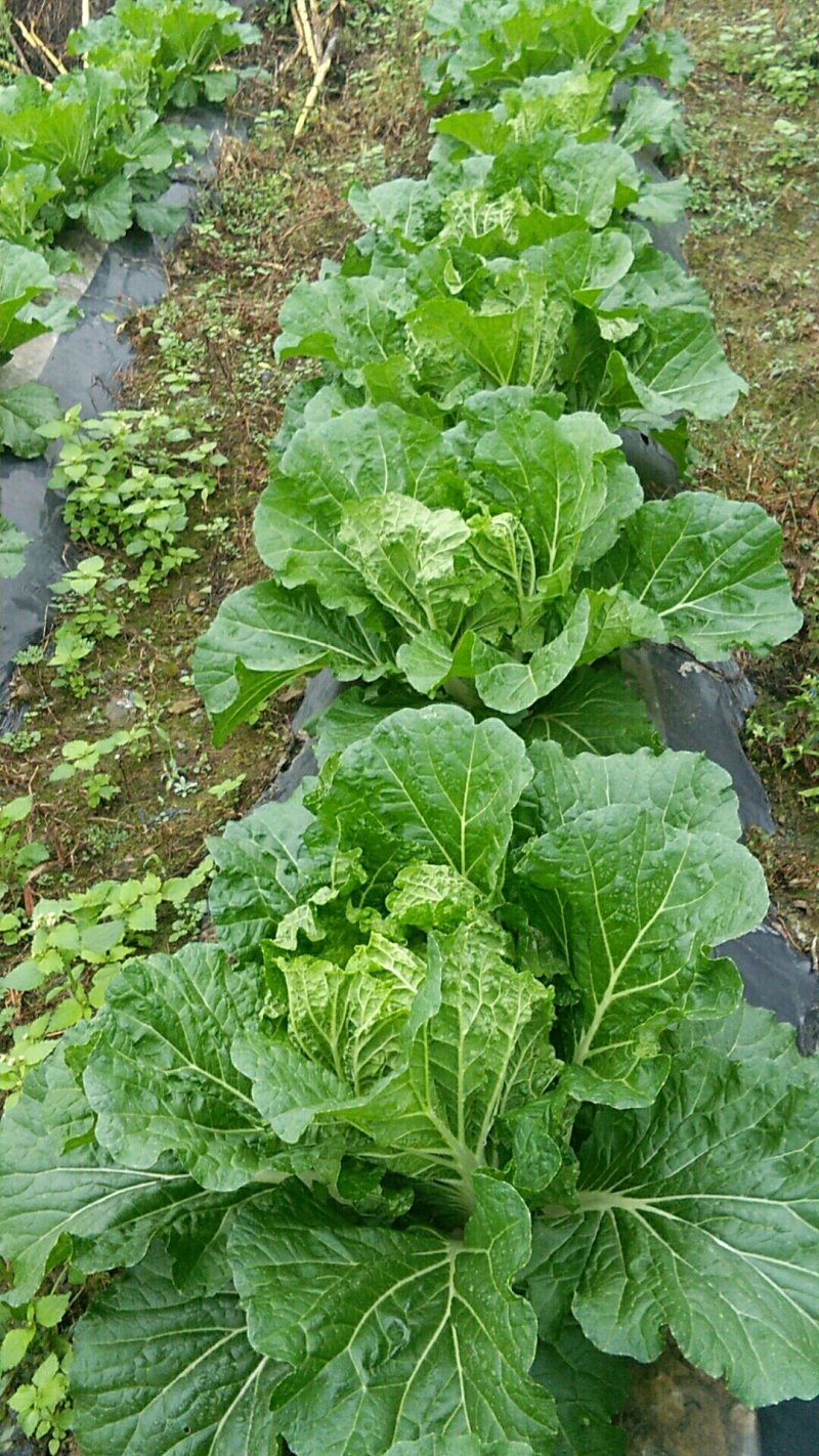 白菜，产地直销，高海爬。