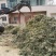 麦冬苗矮麦冬产地欢迎各位老板前来选购