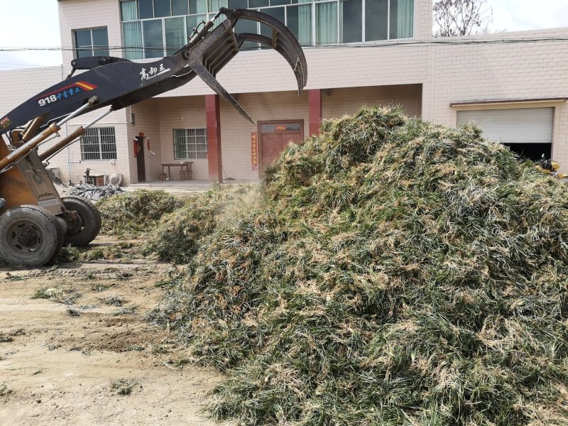 麦冬苗矮麦冬产地欢迎各位老板前来选购