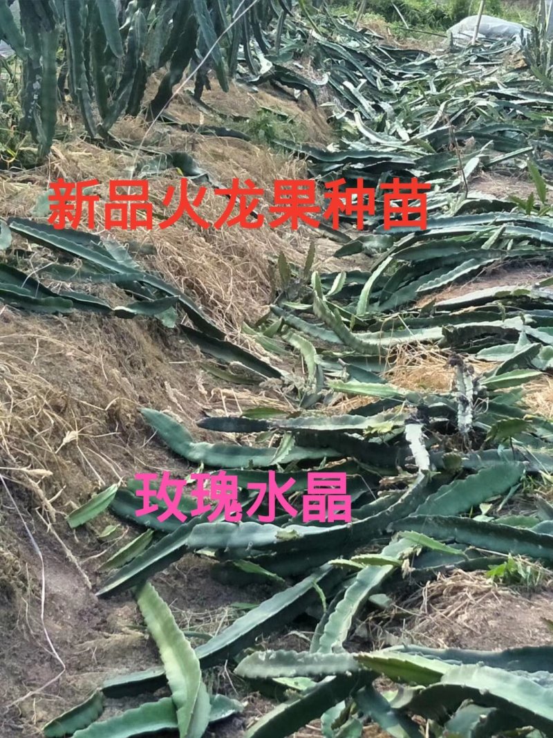 水晶火龙果苗