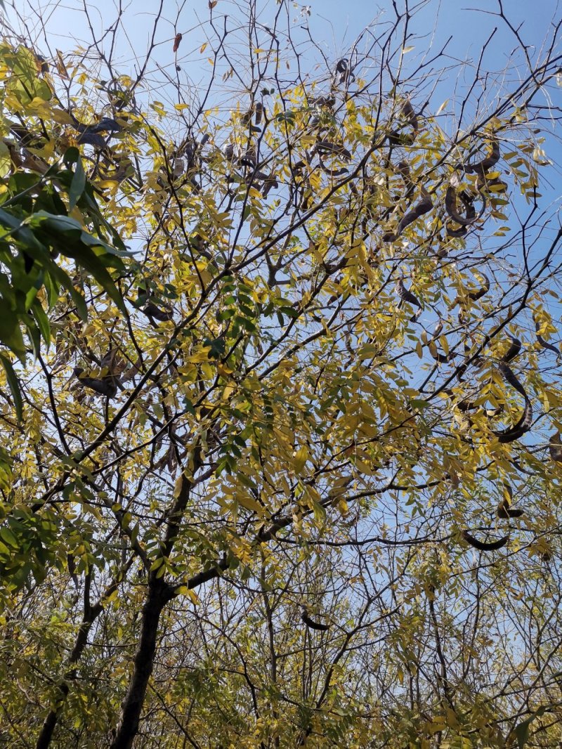 皂角苗皂角树苗皂米品种苗大刺皂角中刺皂角小刺皂角