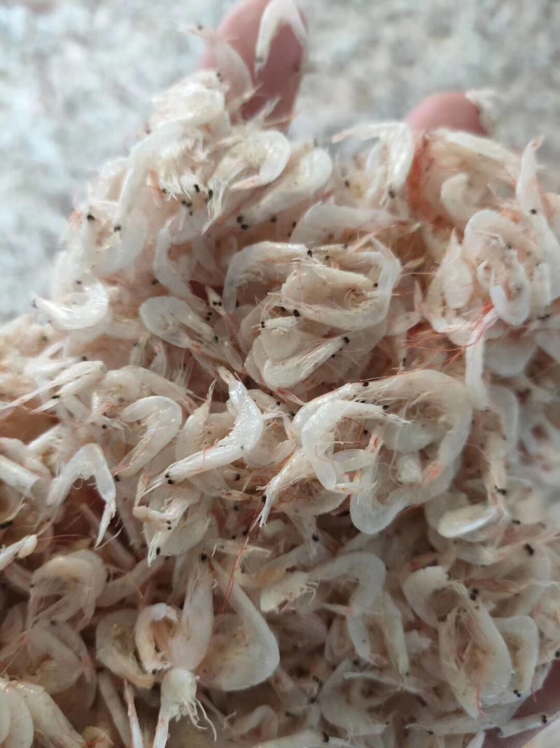 精品虾皮白虾皮产地直供一手货源量大从优保质保量诚信经营