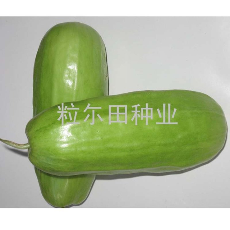 20克粒尔田绿水晶菜瓜种子坐果性好每叶一瓜条顺直菜瓜种子