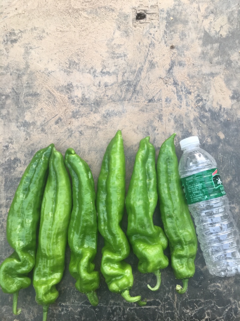 尖椒，个头大，毛皮靓，条形直