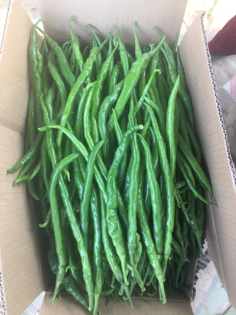 尖椒，个头大，毛皮靓，条形直