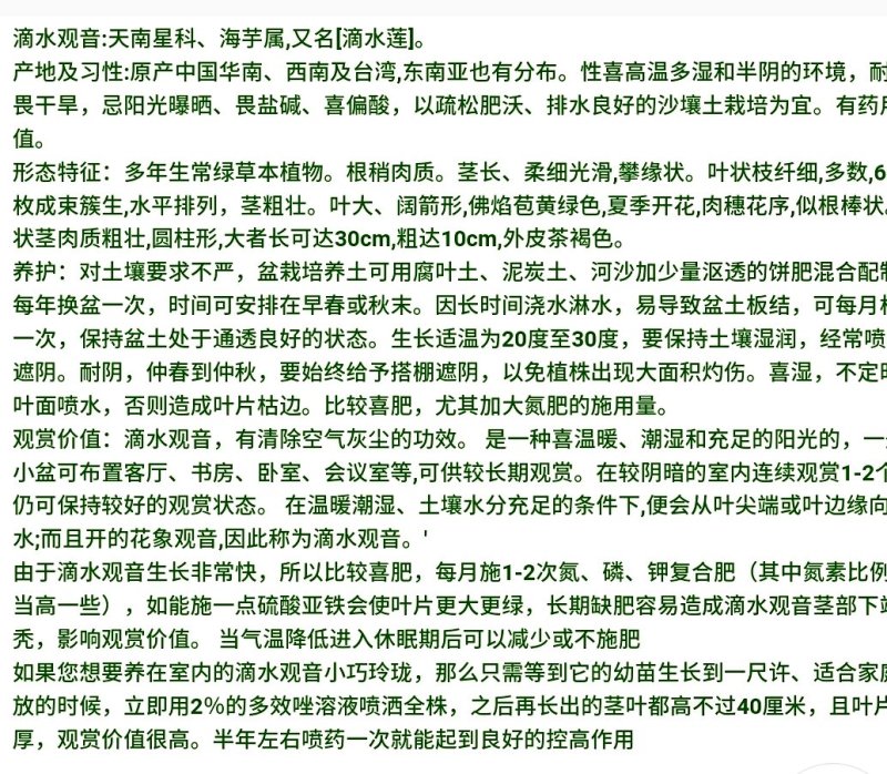 滴水观音苗【抗性特强室内耐阴耐热耐寒，盆栽盆景植物】