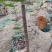 【热销】地径两公分黄栌三公分黄栌四公分黄栌黄栌