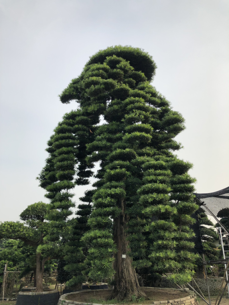 特色罗汉松适合别墅区绿化观赏