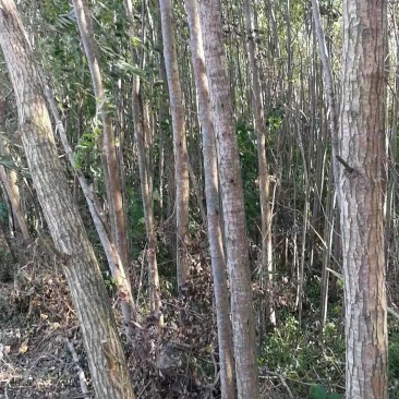 速生柳