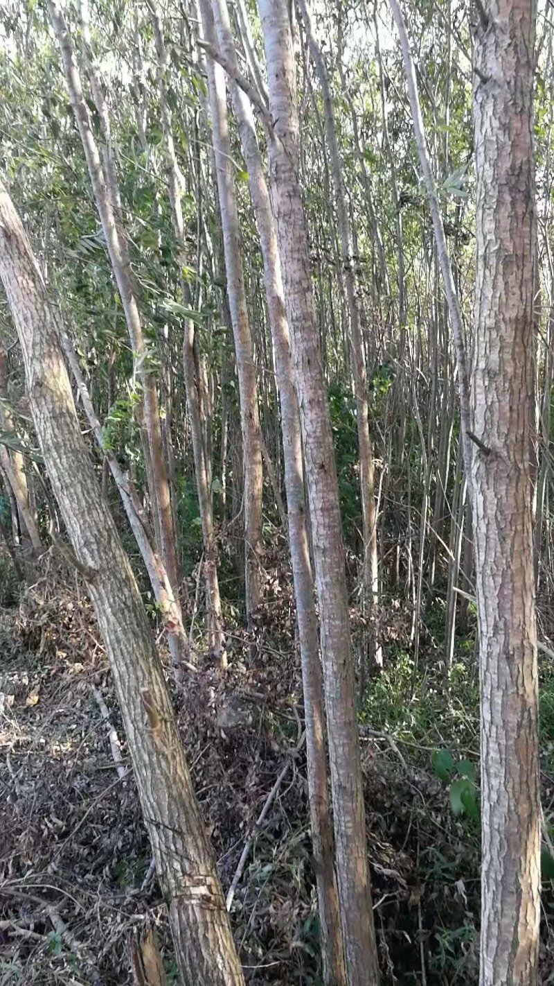 速生柳