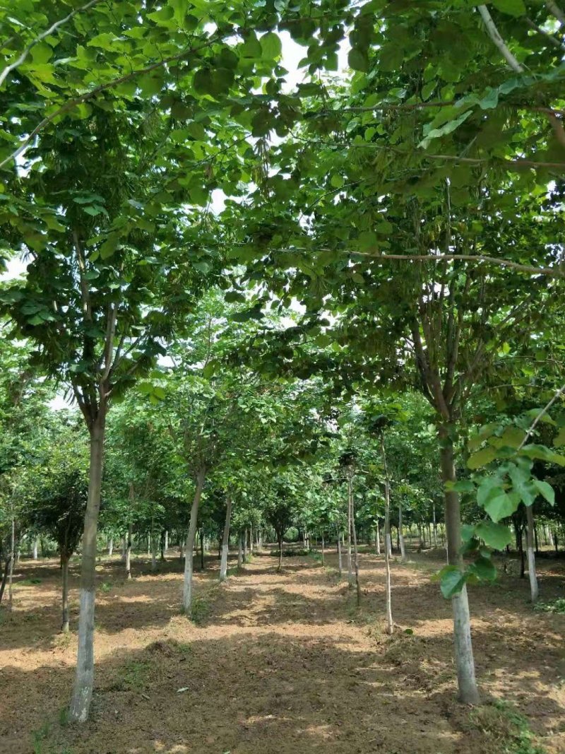 巨紫荆8-15公分量大供应
