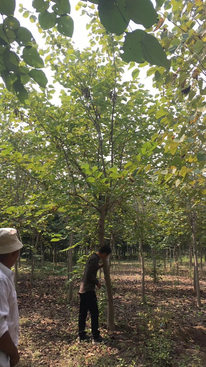 巨紫荆8-15公分量大供应