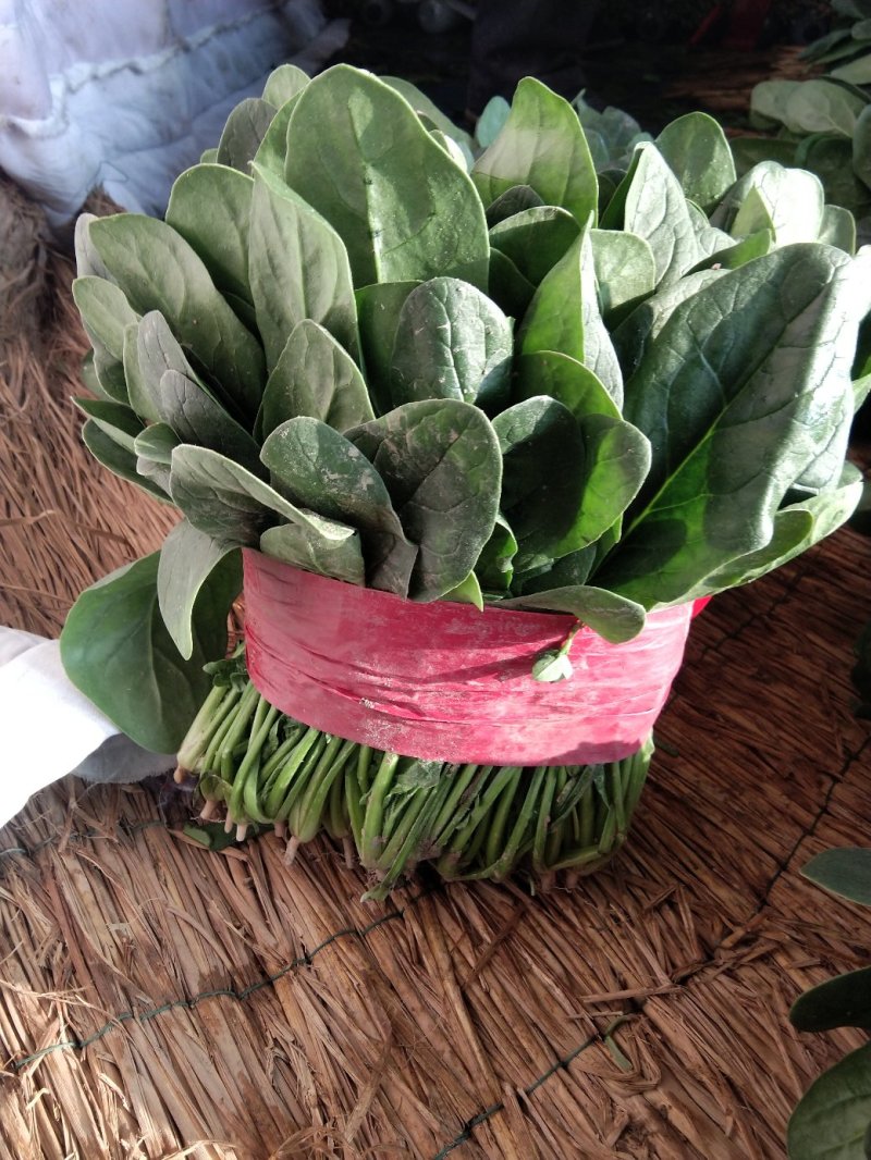 精品菠菜