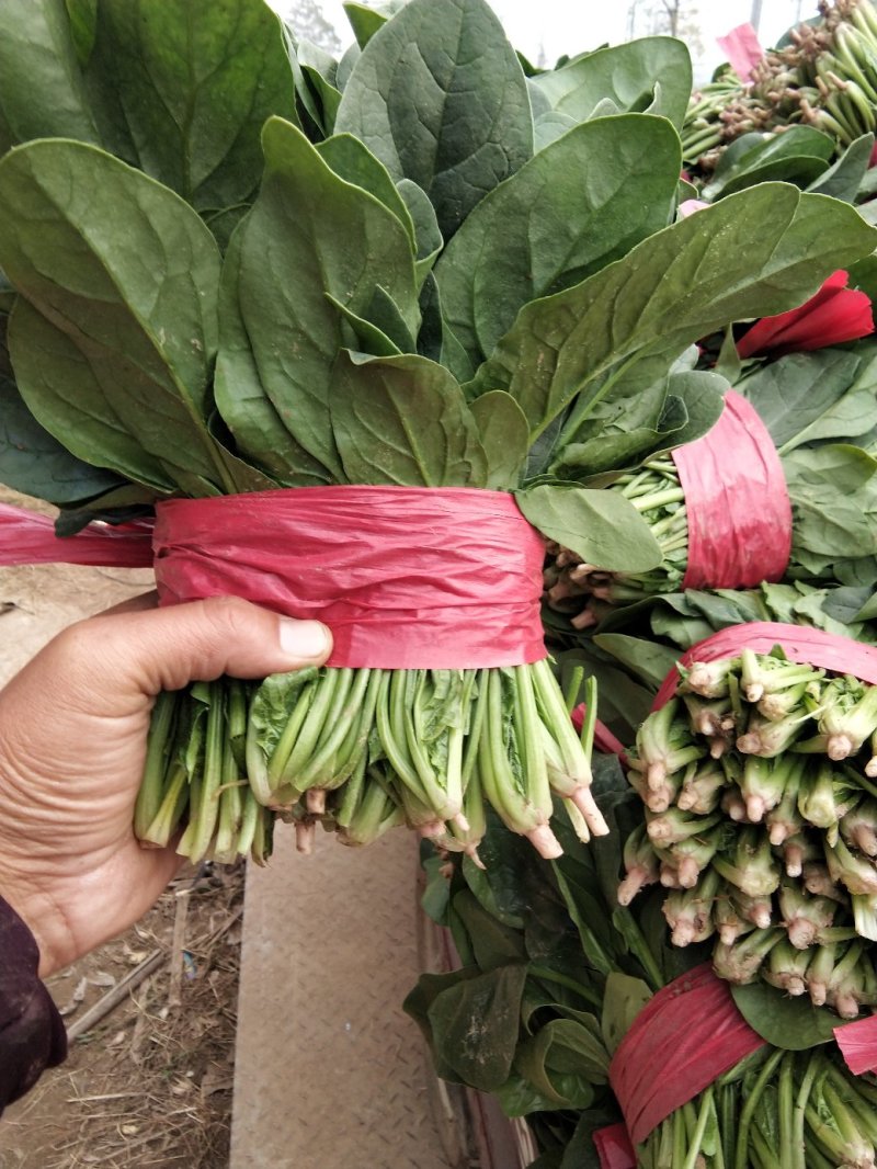 精品菠菜