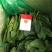 精品菠菜