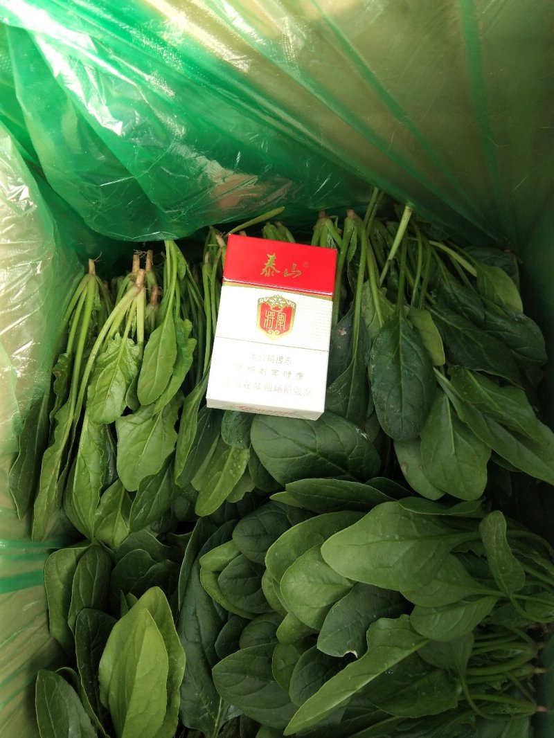 精品菠菜