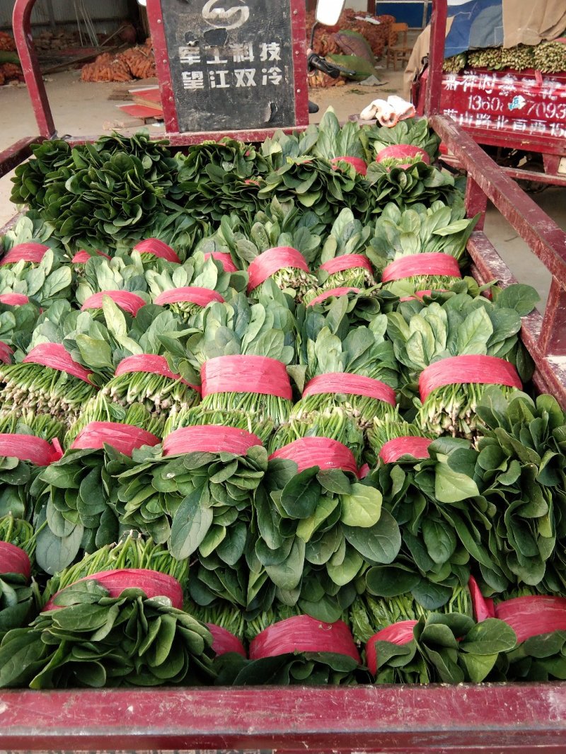 精品菠菜
