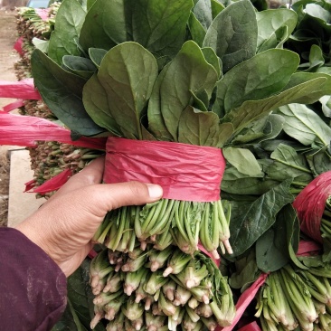 精品菠菜