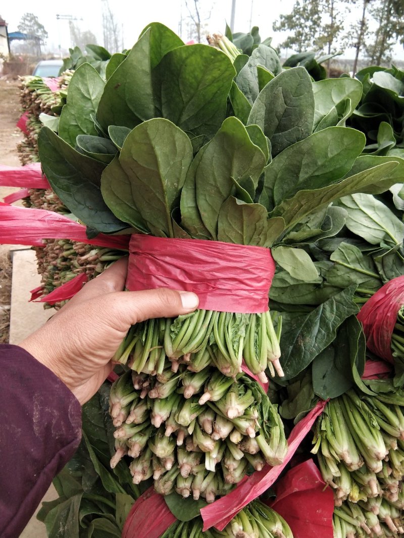 精品菠菜