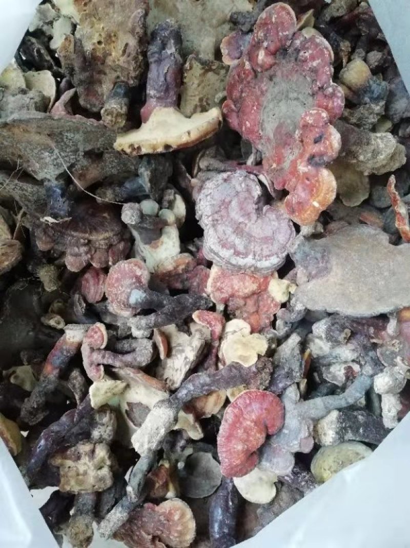 野生灵芝