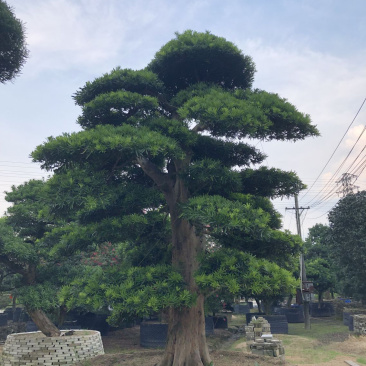 日本造型罗汉松，适合别墅装饰绿化