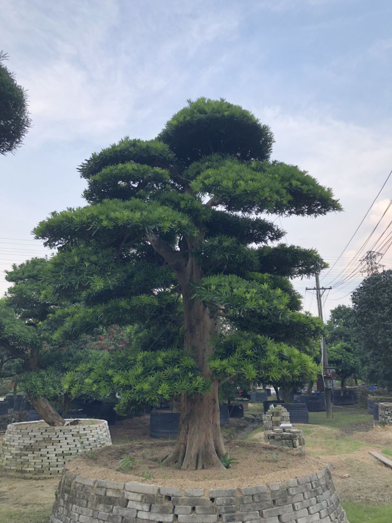 日本造型罗汉松，适合别墅装饰绿化