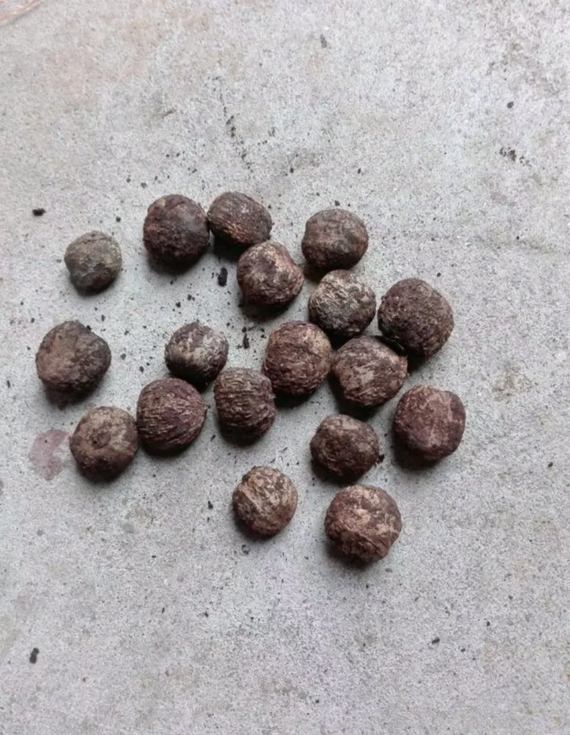 桐油籽