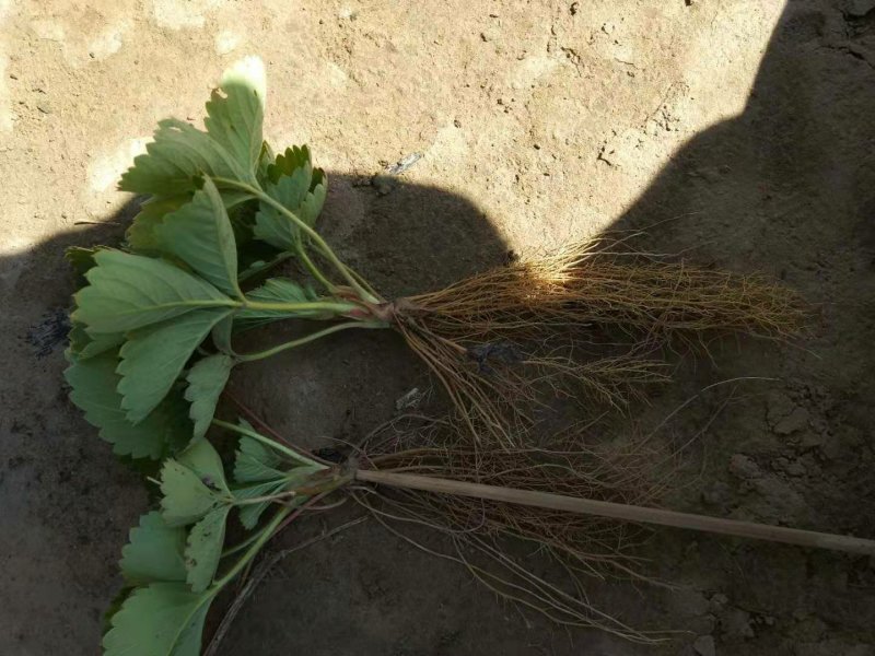 香野脱毒草莓苗脱毒种苗
