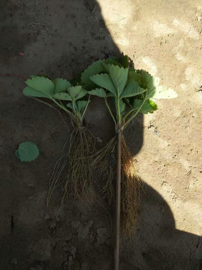 香野脱毒草莓苗脱毒种苗
