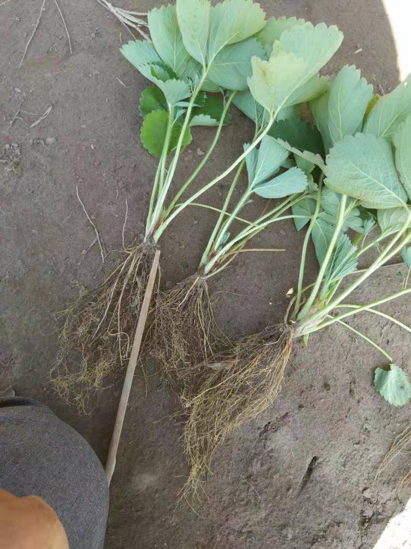香野脱毒草莓苗脱毒种苗