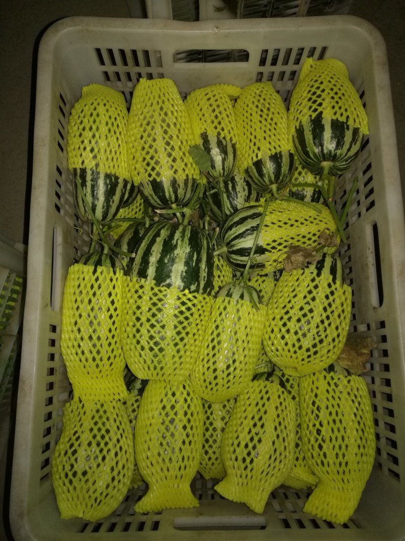 博洋九系列甜瓜，水果佳品甘甜可口食品欢迎光临