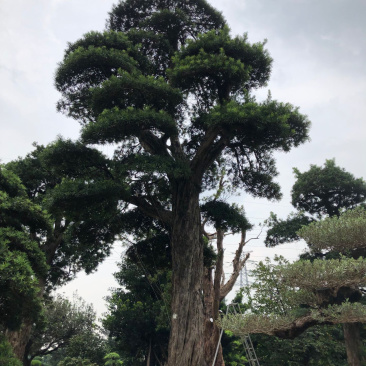 日本罗汉松