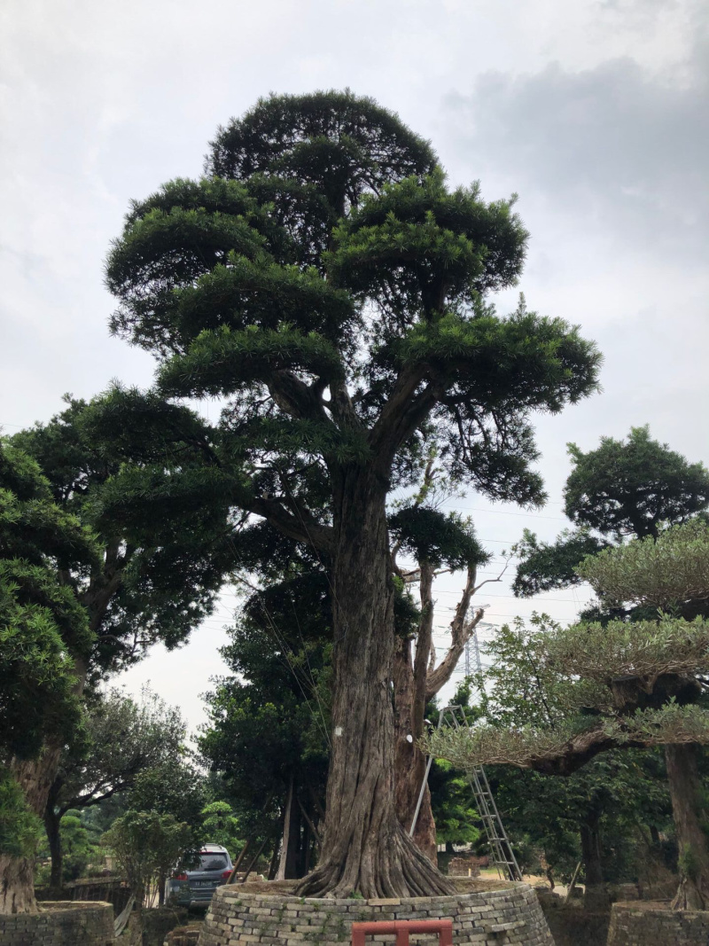 日本罗汉松