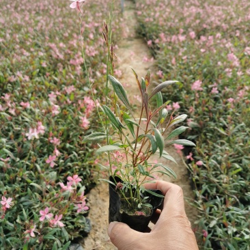 千鸟花基地直供一手货源