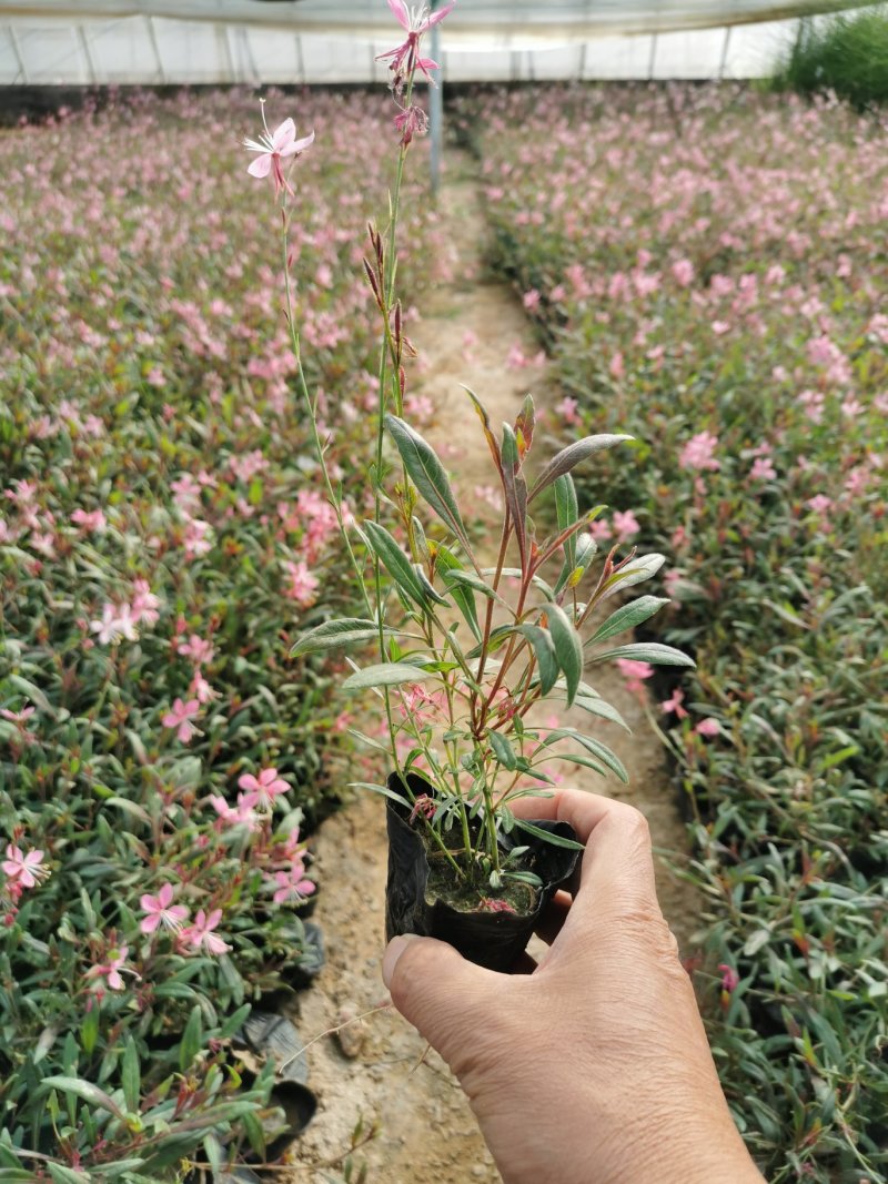 千鸟花基地直供一手货源