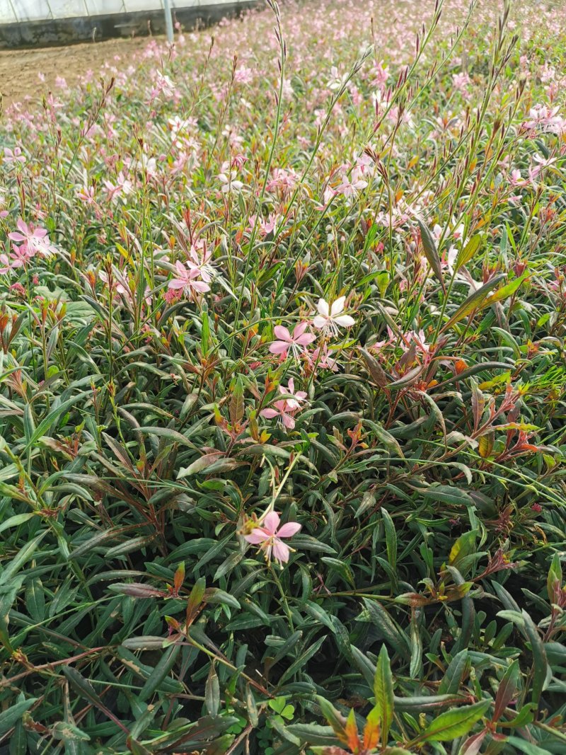 千鸟花基地直供一手货源