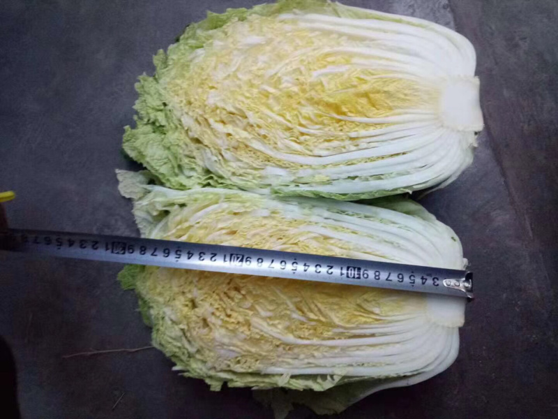 白菜.秋宝.大黄心山东省，滕州市大量上市
