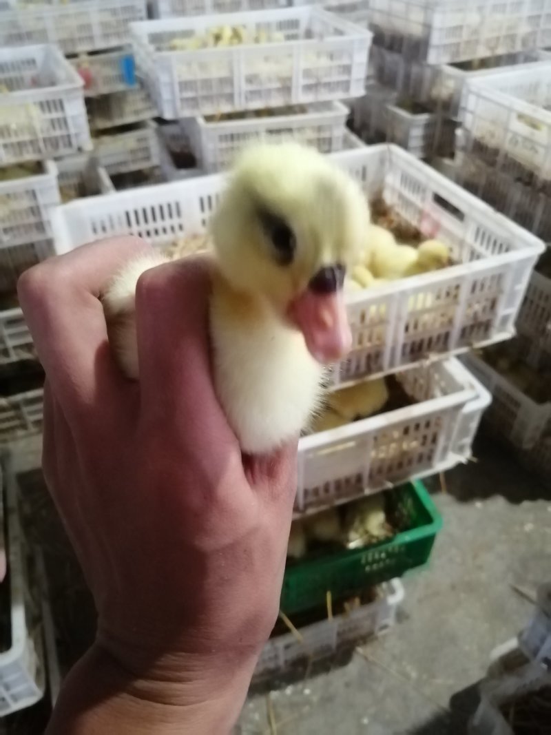 鹅苗三花鹅苗扬州鹅泰州鹅