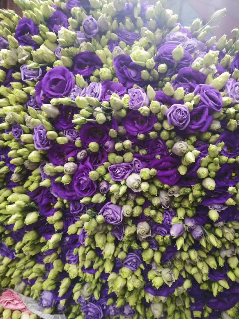 基地洋桔梗