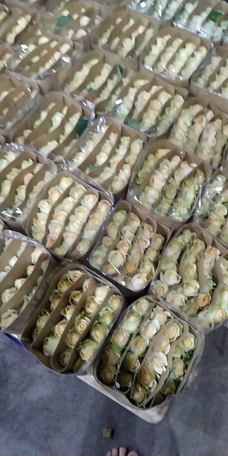 基地玖瑰