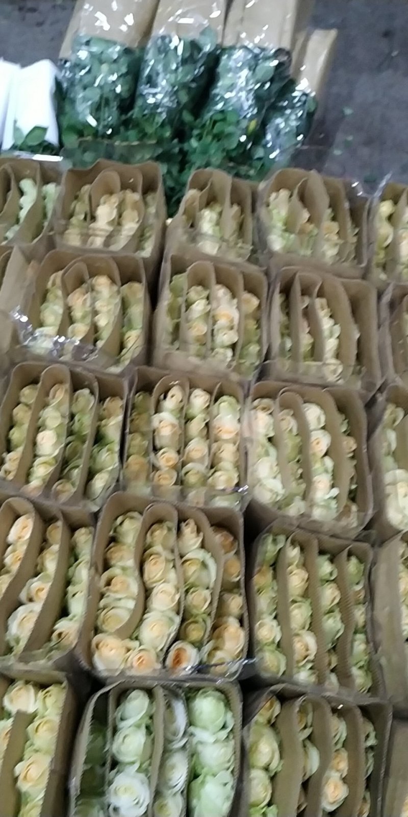基地玖瑰
