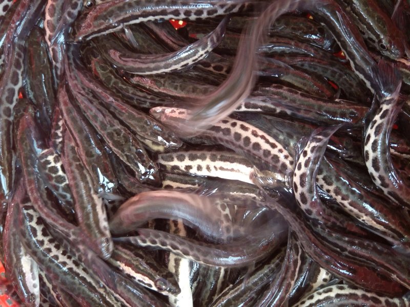 黑鱼苗，乌鱼苗，乌鳢鱼苗生性凶猛，可清理小杂鱼