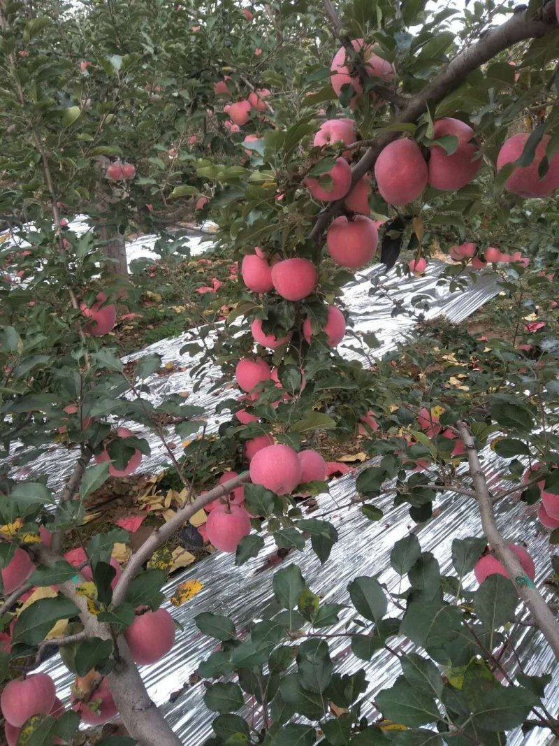 吉县红富士国庆节大量上市