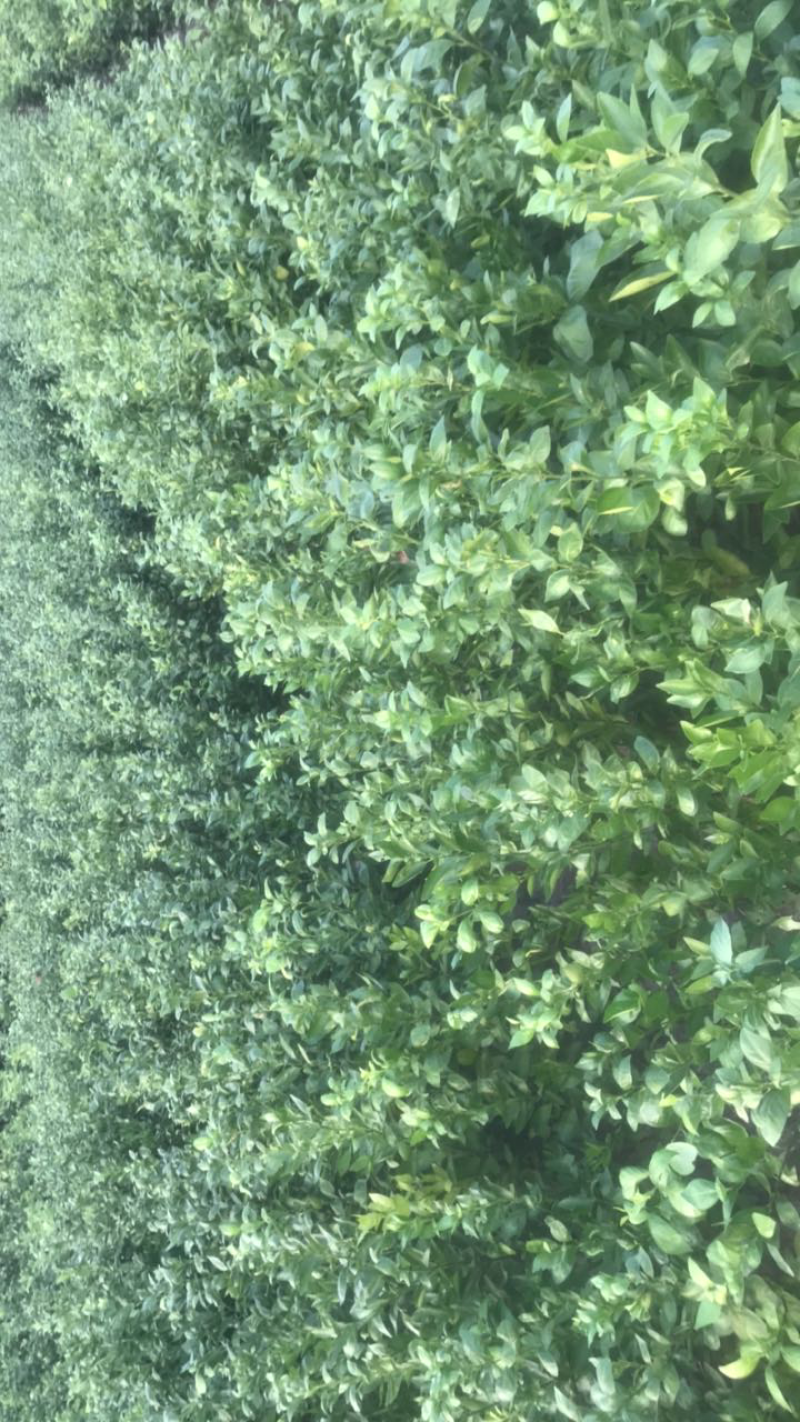 皇帝柑苗贡柑苗基地现货现挖现发指导种植