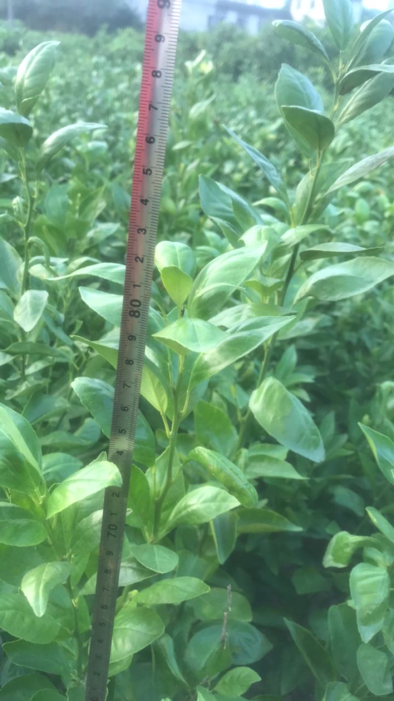 皇帝柑苗贡柑苗基地现货现挖现发指导种植